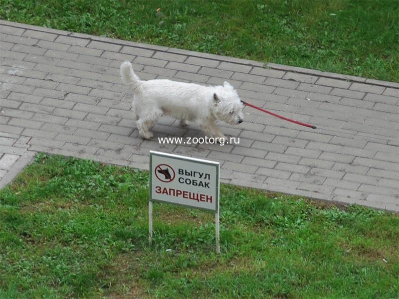 Выгул собак запрещён