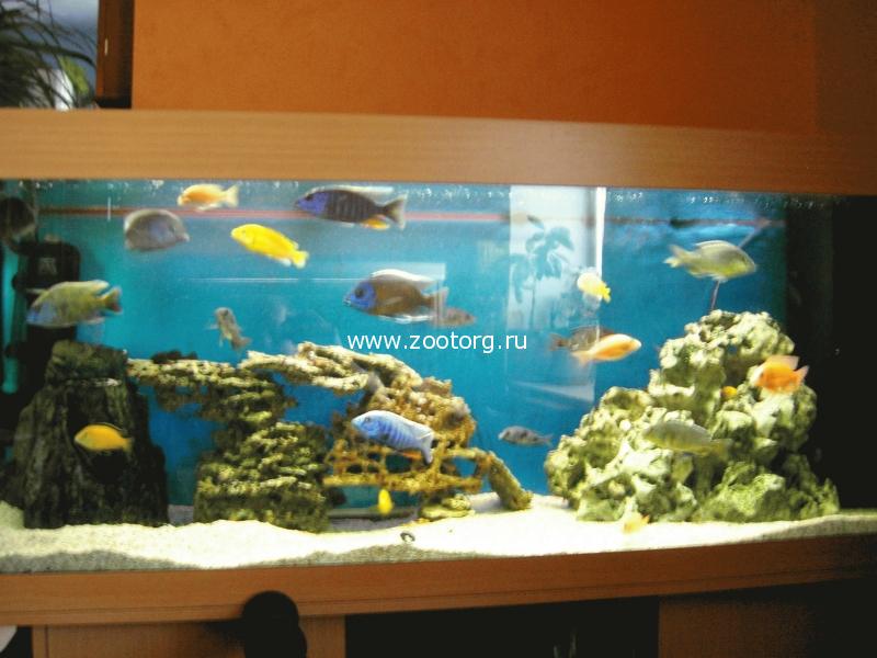 Красивый аквариум в квартире